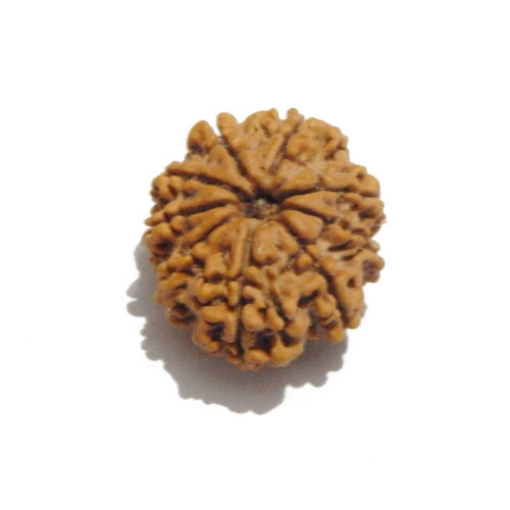 Nine Face Nepali Rudraksha