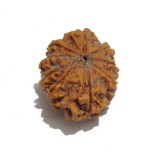 Nine Face Nepali Rudraksha