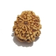 9 Face Nepali Rudraksha Nine Face Nepali Rudraksha