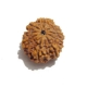 9 Face Nepali Rudraksha Nine Face Nepali Rudraksha