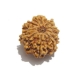 9 Face Nepali Rudraksha Nine Face Nepali Rudraksha