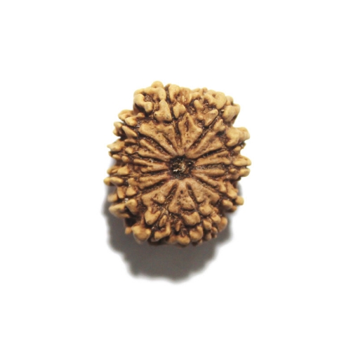 Eleven Face Nepali Rudraksha
