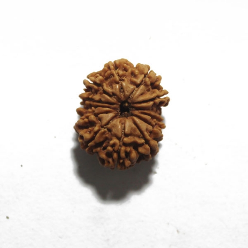 Thirteen Face (Mukhi)  Nepali Rudraksha
