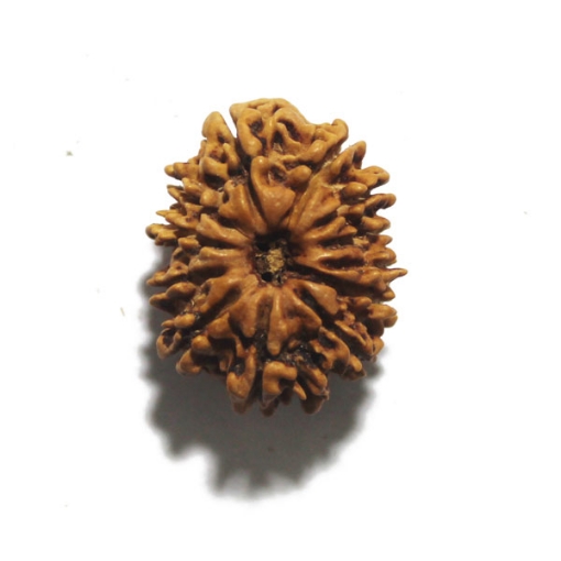 Twelve Face Nepali Rudraksha