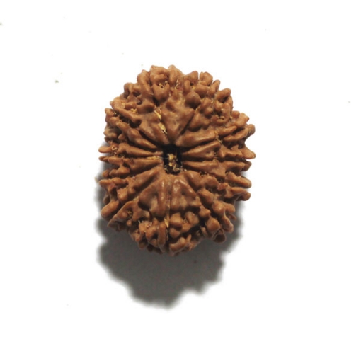 Twelve Face Nepali Rudraksha