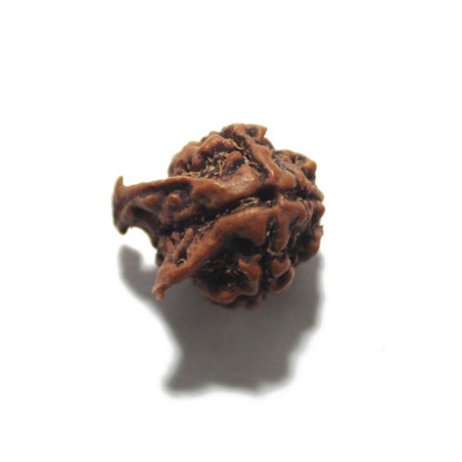 Ganesh Rudraksha