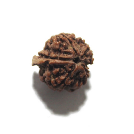 Ganesh Rudraksha