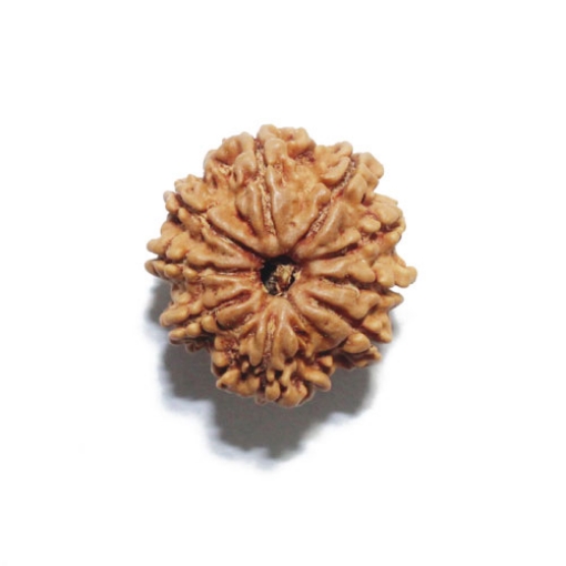 Nine Face Nepali Rudraksha