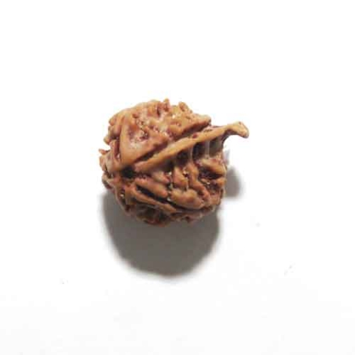Ganesh Rudraksha