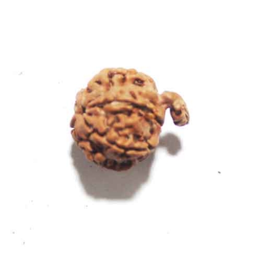 Ganesh Rudraksha
