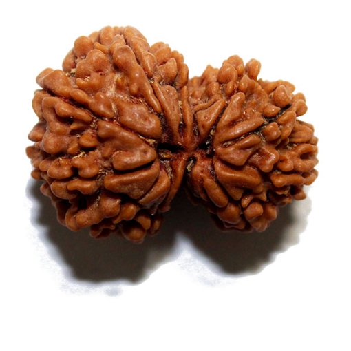 Gauri Shankar Rudraksha