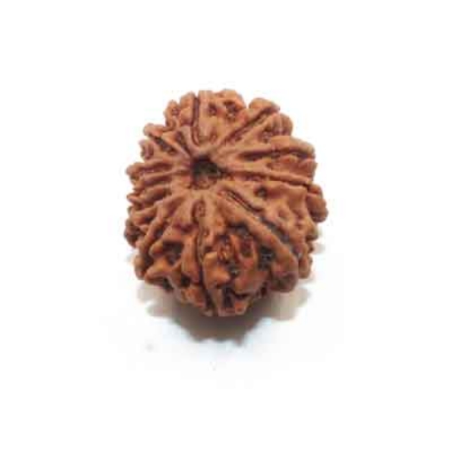 Eleven Face Nepali Rudraksha