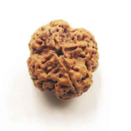 Four face nepali Rudraksha